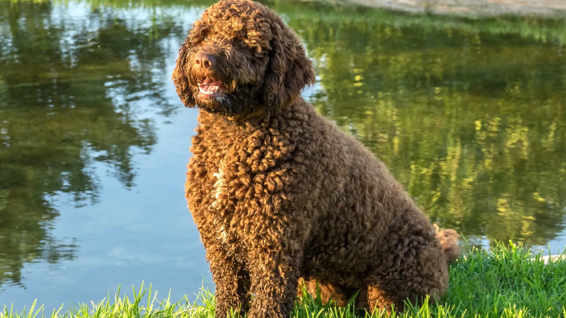 Spanish Water Dog